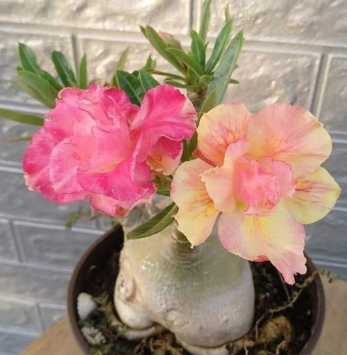 Rosa Del Desierto , Adenium 2 Colores + Regalo