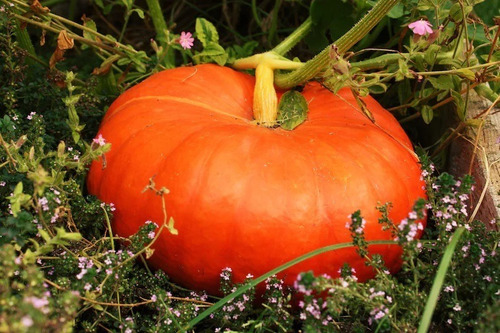 100 Semillas De Calabaza Original ( Germinación Rápida )