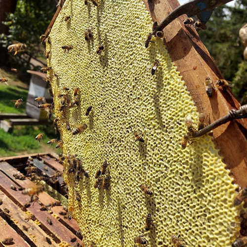 Pack 4 Kg. Miel Pura De Abeja, Flora Nativa - Llanquihue