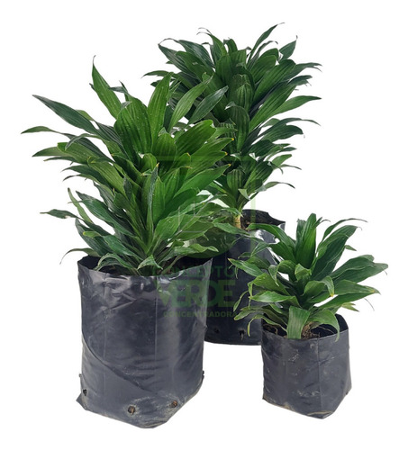 Dracaena Compacta #1