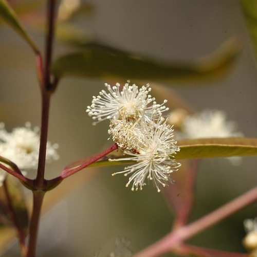 Anacahuita - Blepharocalyx Salicifolius - 7l