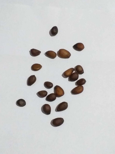 Semillas Frescas De Chirimoya - Exótica X 20 Unidades