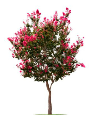 Crespón  Lagoestremia Indica - Muy Lindos E.gratis