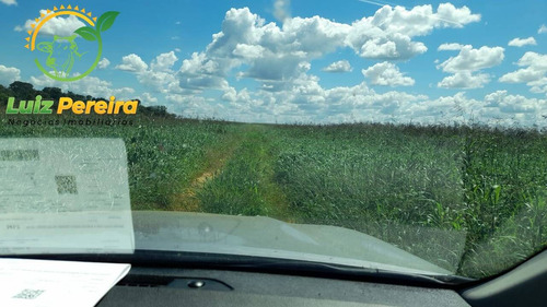 Imagem 8 de 15 de Fazenda À Venda Em Divinópolis - To - De 1.476 Hectares - 1747