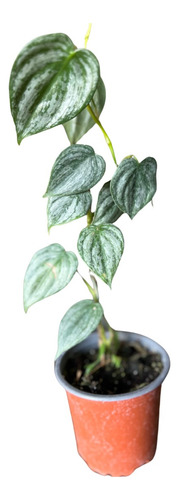 Philodendron Brandtianum