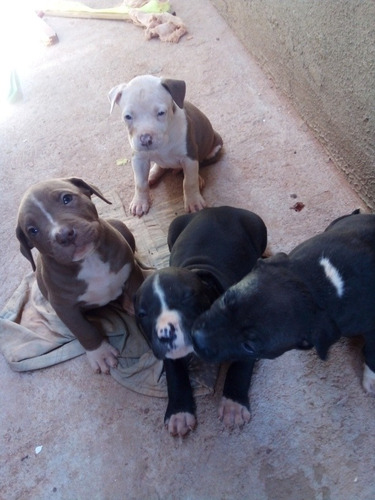Imagem 3 de 5 de Filhotes Pit Bull