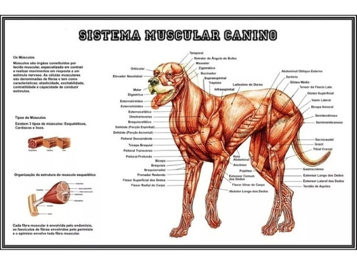  Poster Hd 30x45cm Sistema Muscular Canino Para Veterinária Estudo Anatomia Do Cachorro