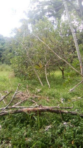 Terreno De Chácara Desmatado No Bopiranga - 3951 | Npc