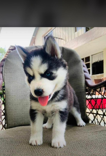 Husky Siberiano 