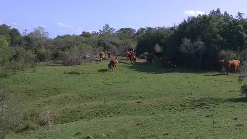 72 Hectáreas En Cuchilla Juan Gomez