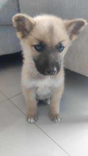 Cachorro Siberiano