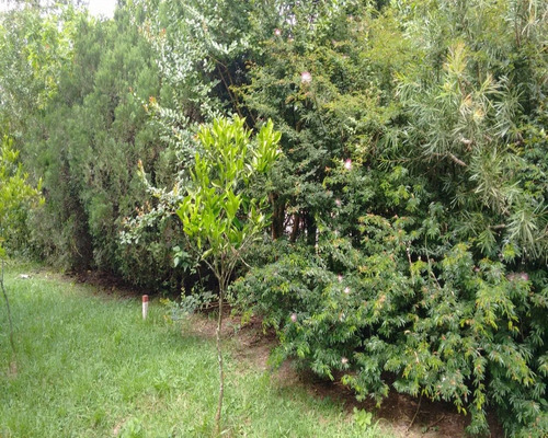 Chácara 1.500 M² - Palermo - Gravataí - Rs - 1083 - 32419604