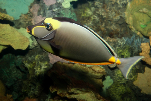 Pez Marino - Naso Lituratus - Pez Unicornio Naranja