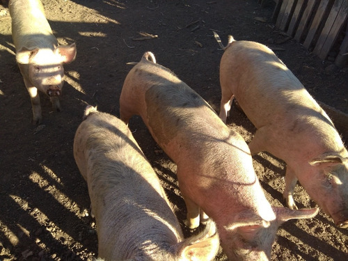 Cerdas Y Cachorras Gordas