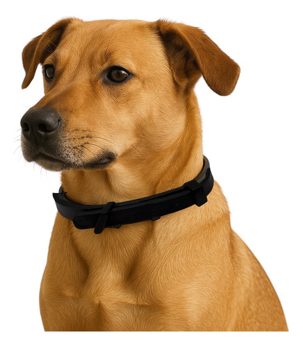 Collar Antigarrapatas Antipulgas Gato Resistente Y Ajustable