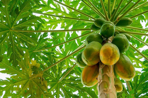Semilla Papaya Mamon 120 Organicas De Muy Facil Crecimiento