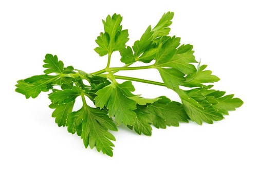 Sementes De Cerefólio