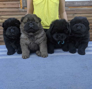 Chow Chow Negro Mercadolibre Com Mx Chow Chow Negro Mercadolibre Com Mx