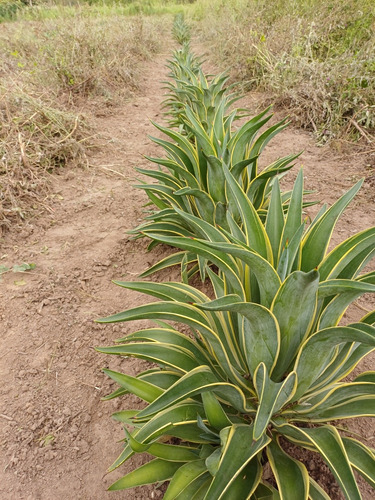 Agave Desmettiana Var. Marginata