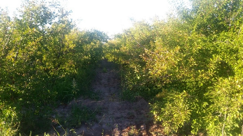 Finca De 6 Hectáreas Sobre Ruta En San Rafael, Mendoza..!!!