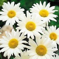 Shasta Daisy Alaska Nice Garden Flower Bulk Venta Al Por May