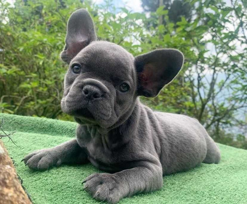 Imagen 1 de 6 de Bull Dog Francés 100% Puros.
