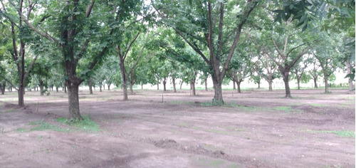 Imagen 5 de 14 de Chacra 12 Hectáreas Con Plantación De Pecanes