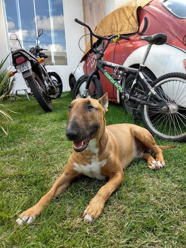 Imagem 2 de 5 de Bull Terrier