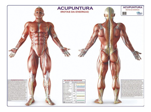 Mapa Corpo Humano Rotas Energia Acupuntura