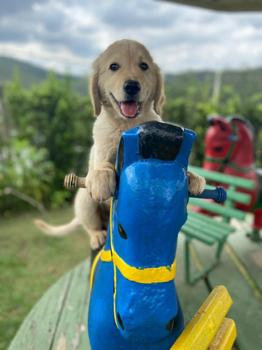 Lindos Filhotes De Golden Retriever Macho E Femea