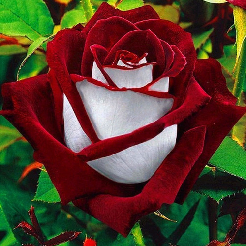 Semillas De Rosa Ruby Rojo Con Blanco, Exóticas, Rosas Raras