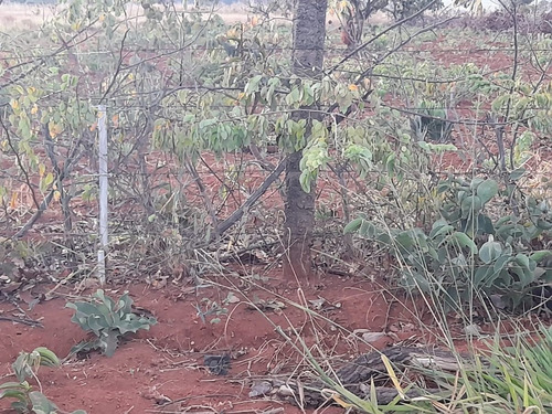 Imagem 4 de 8 de Terreno Rural Próximo A São Gabriel De Goiás