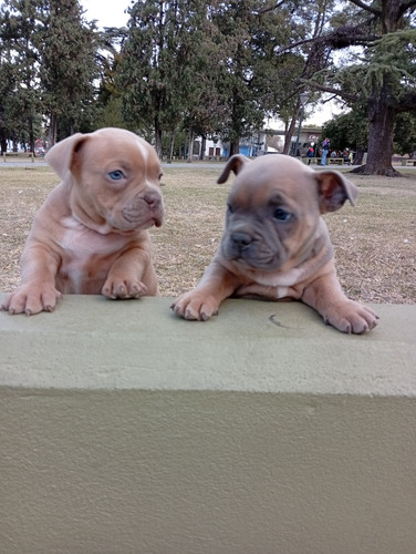 Vendo Cachorros American Bully