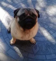 Comprar Pug Carlino Macho Para Servicio Con Papeles..incluy Insemin.
