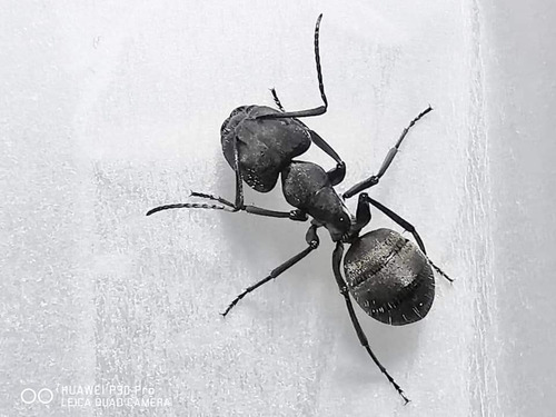 Camponotus Distinguendus (gigante)  Colonia  Ants  Criadero