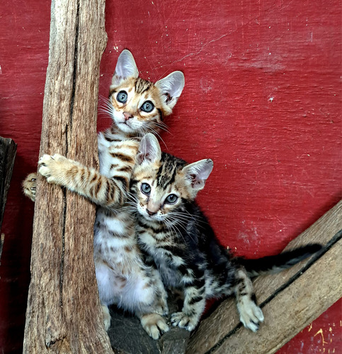 Gato Bengala/bengalí No Persa No Siamés Ni Exótico