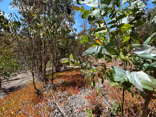 Soleado Terreno En Aguas Claras, Hijuela El Parque Cachagua