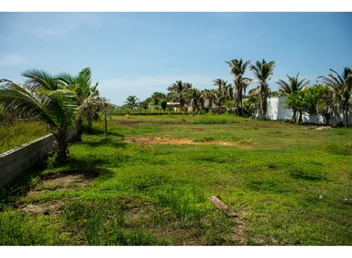 Lote Tiki Tiki