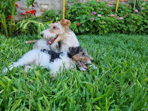 Fox Terrier Wire , Pelo Duro