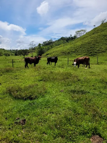 Se Vende Finca Ganadera En Doradal