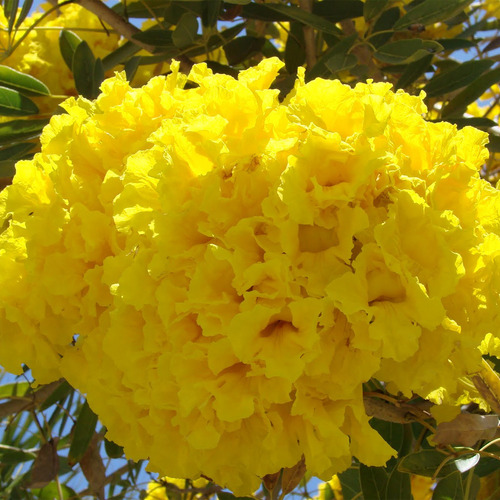 Kit Com 9 Mudas De Ipê Amarelo
