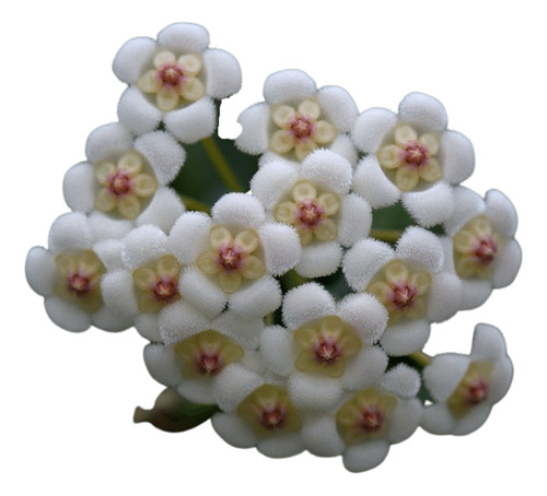 Hoya Rotundifolia - Muda Flor De Cera