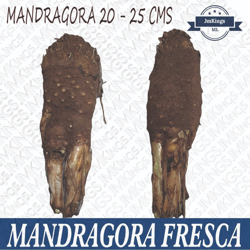 Jmk Esoterico | Raiz De Mandrágora  20 A 25 Cm Natural 1 Pza