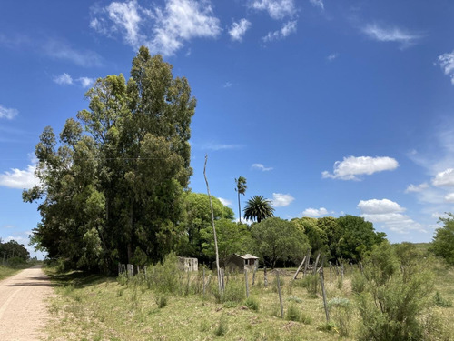 Campito Proximo A Tala