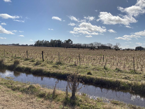 Campo - Las Flores