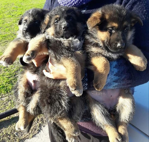 Hermosos Cachorros Ovejero Aleman 