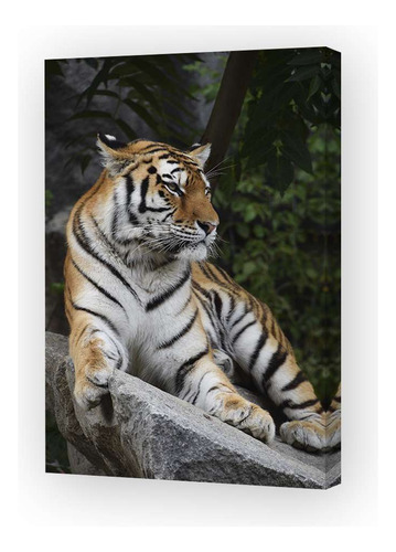 Cuadro 20x30cm Felinos Tigre Rayado Selva Animales