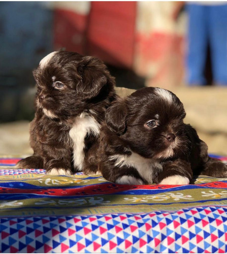 Cachorras Shihtzu Machos Y Hembras 