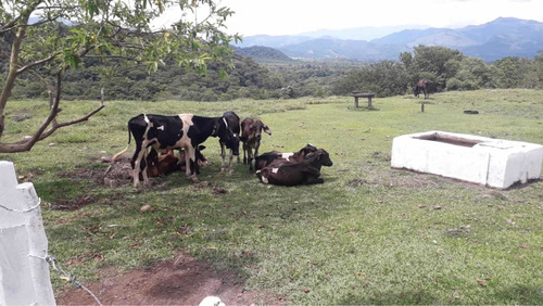 Imagen 2 de 16 de Finca Ganadera Doble Propósito Santo Domingo