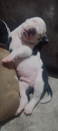 Cachorros Pitbulls Pelaje Negro, Blanco Y Marrón 